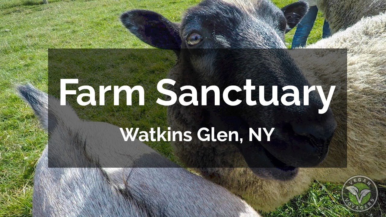 Visiting Farm Sanctuary in Watkins Glen, New York