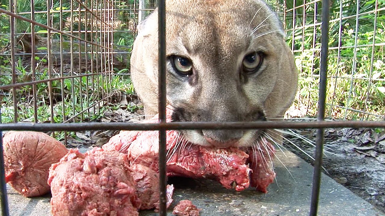How to Feed 100 BIG CATS!