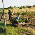 Farm life tips for managing a busy backyard farm week with tidy beds and organized tools