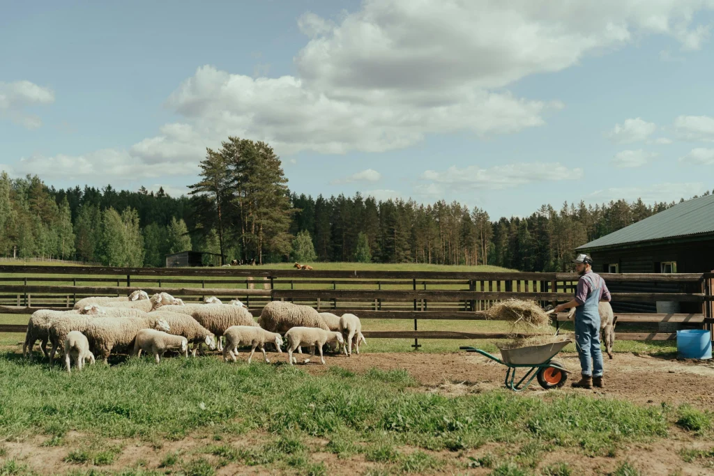 Farm life tips showing a clear outdoor work surface ready for daily backyard chores