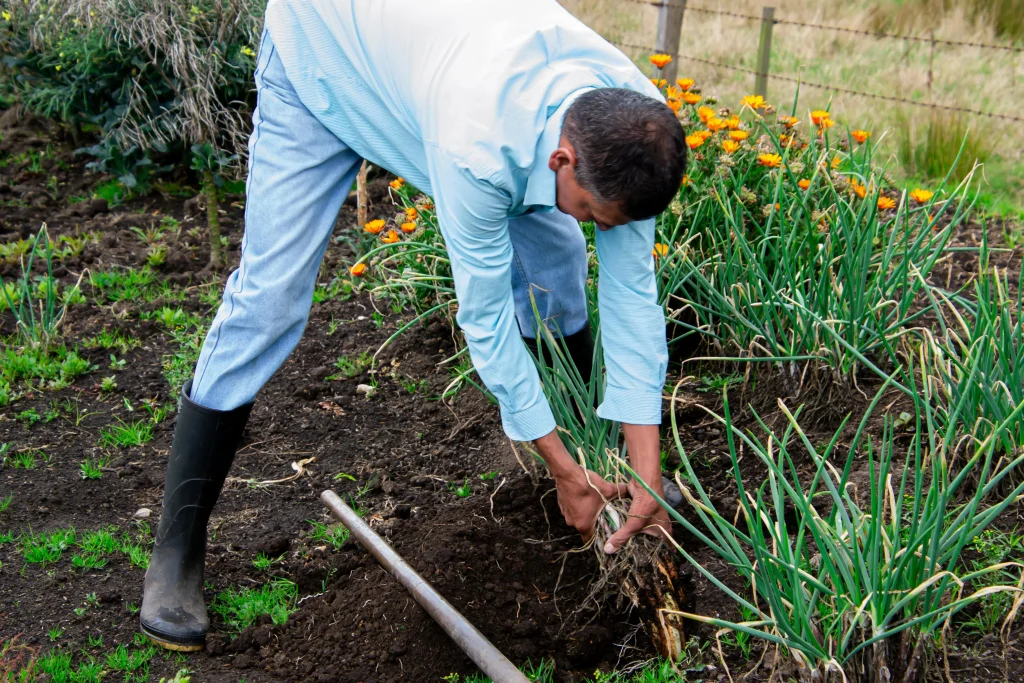 Farm life tips showing a simple spring farm routine in a neat backyard growing space