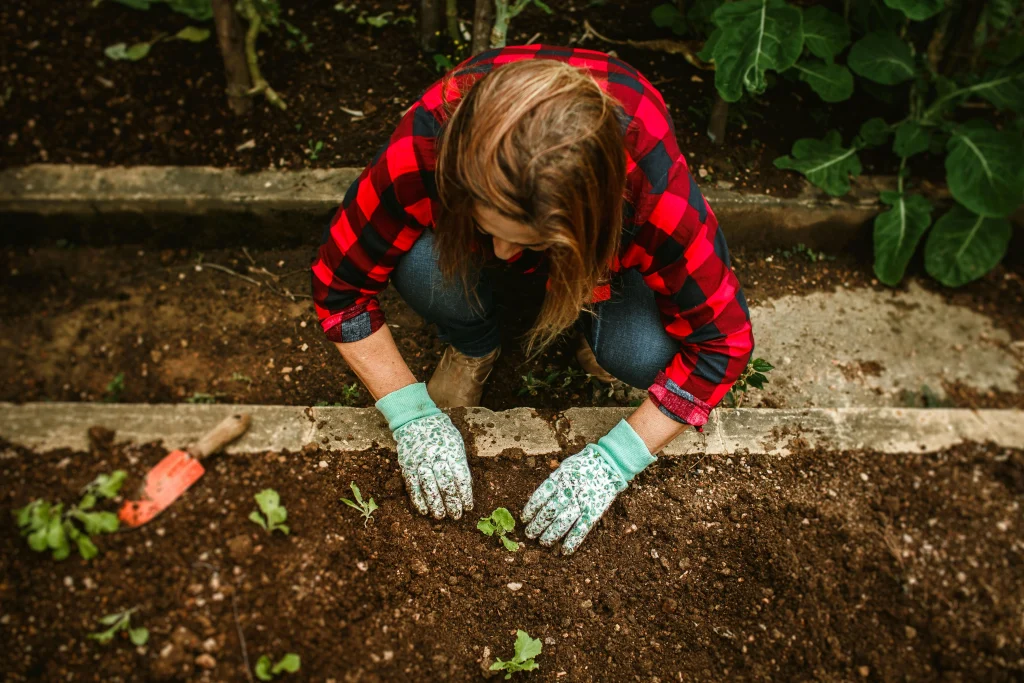 Garden tips for backyard bed layout based on sunlight and shade patterns