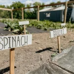 Garden tips for keeping backyard beds neat with clear paths and healthy vegetables