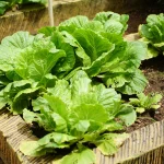 Garden tips for planning backyard beds with clear pathways and practical growing space