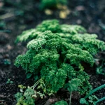 Growing Hacks That Help Backyard Crops Recover Faster After Weather Stress