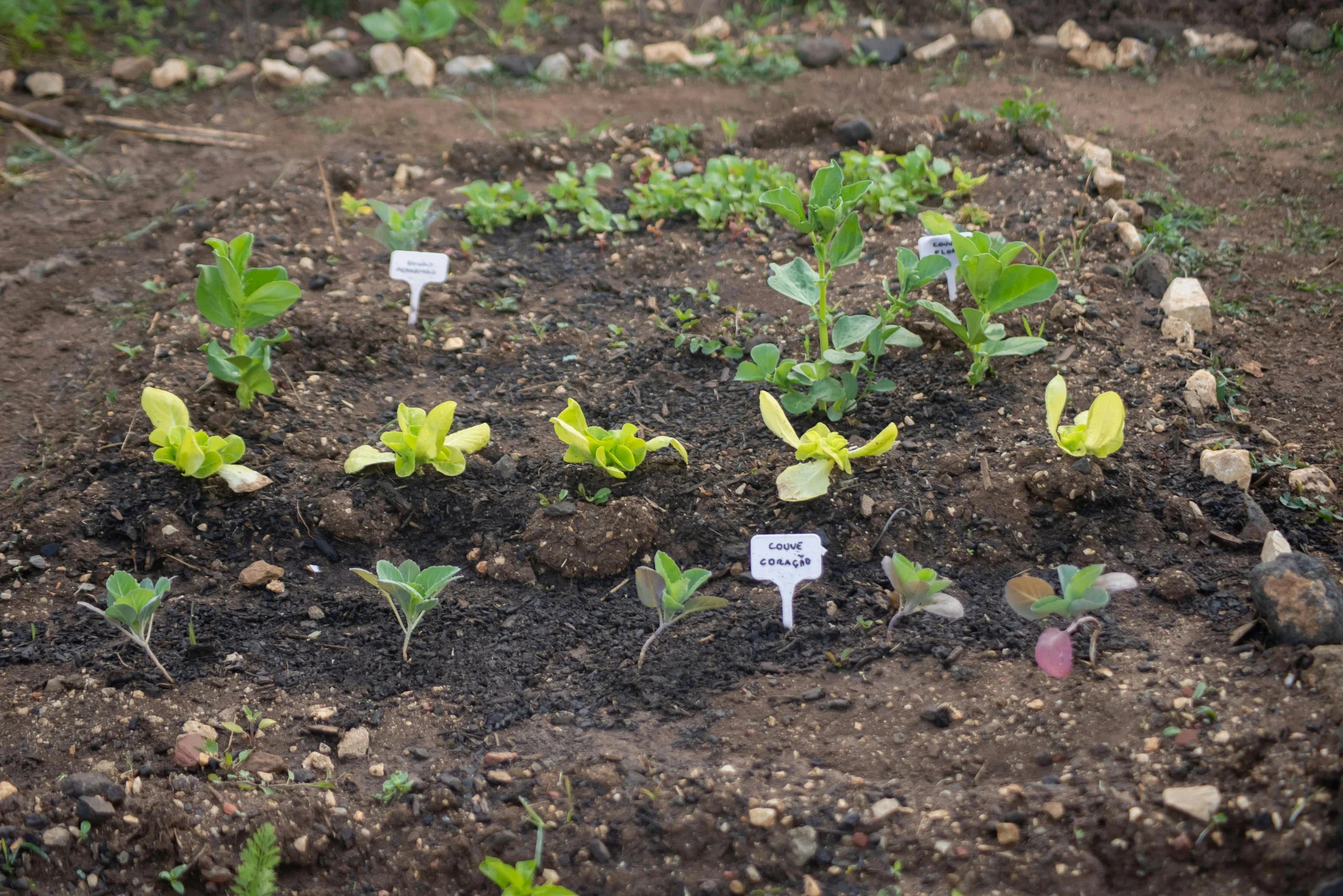 Growing hacks for refreshing backyard beds after a first harvest with compost and new seedlings