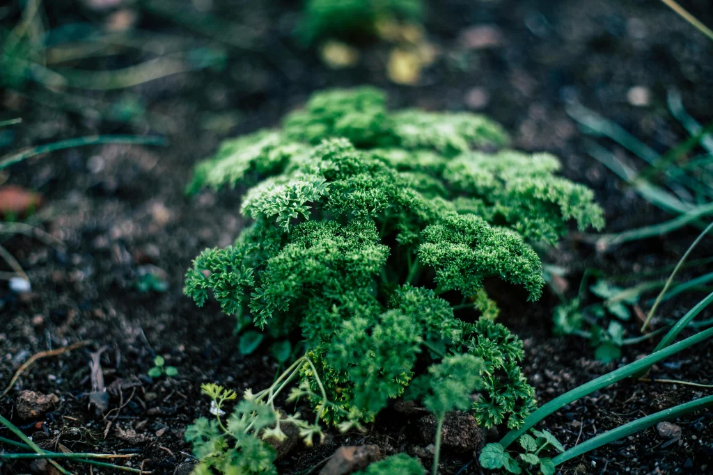 Growing hacks for removing finished crops before second crop planting in a backyard garden bed