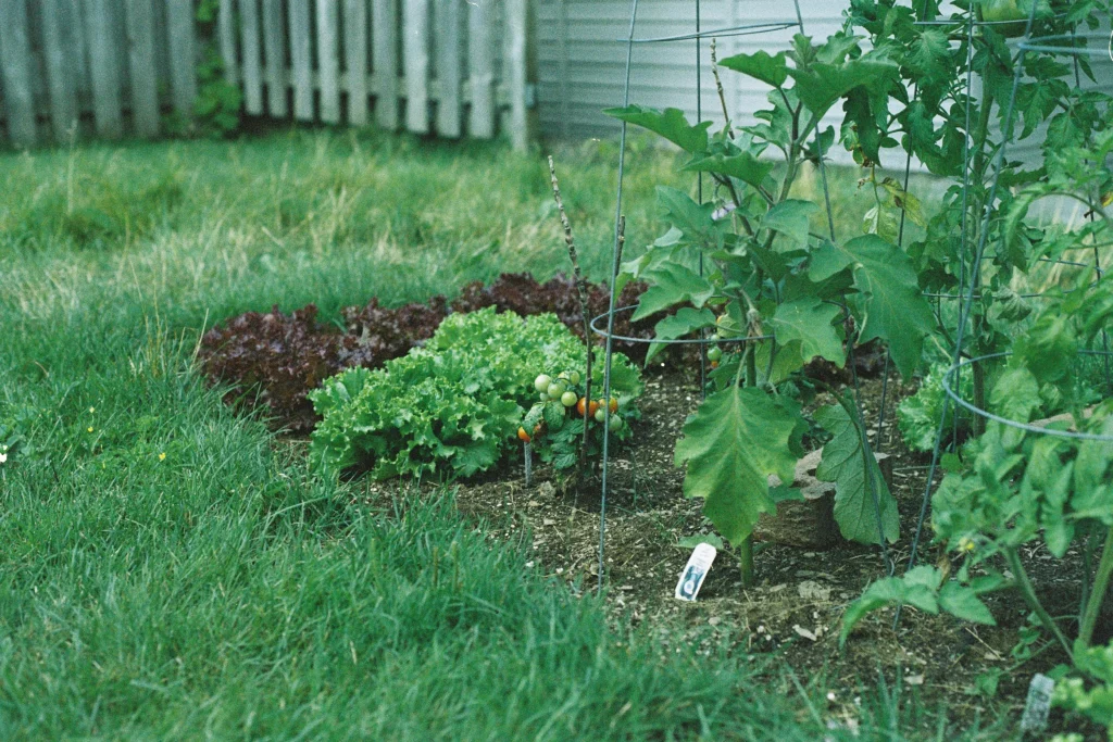 Growing hacks showing supported older crops beside second crop planting in a backyard bed