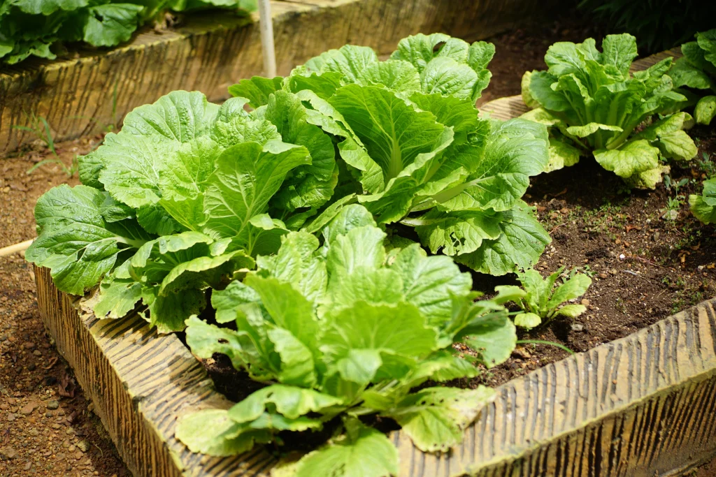 Growing hacks showing supported older crops beside second crop planting in a backyard bed