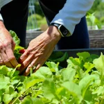Harvest tips for raised bed vegetables shown during a morning garden harvest