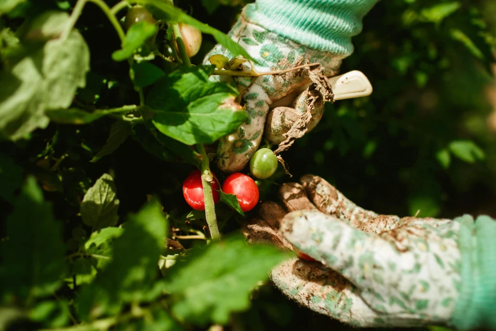 Harvest tips showing fresh garden produce kept in shade after picking from raised bed