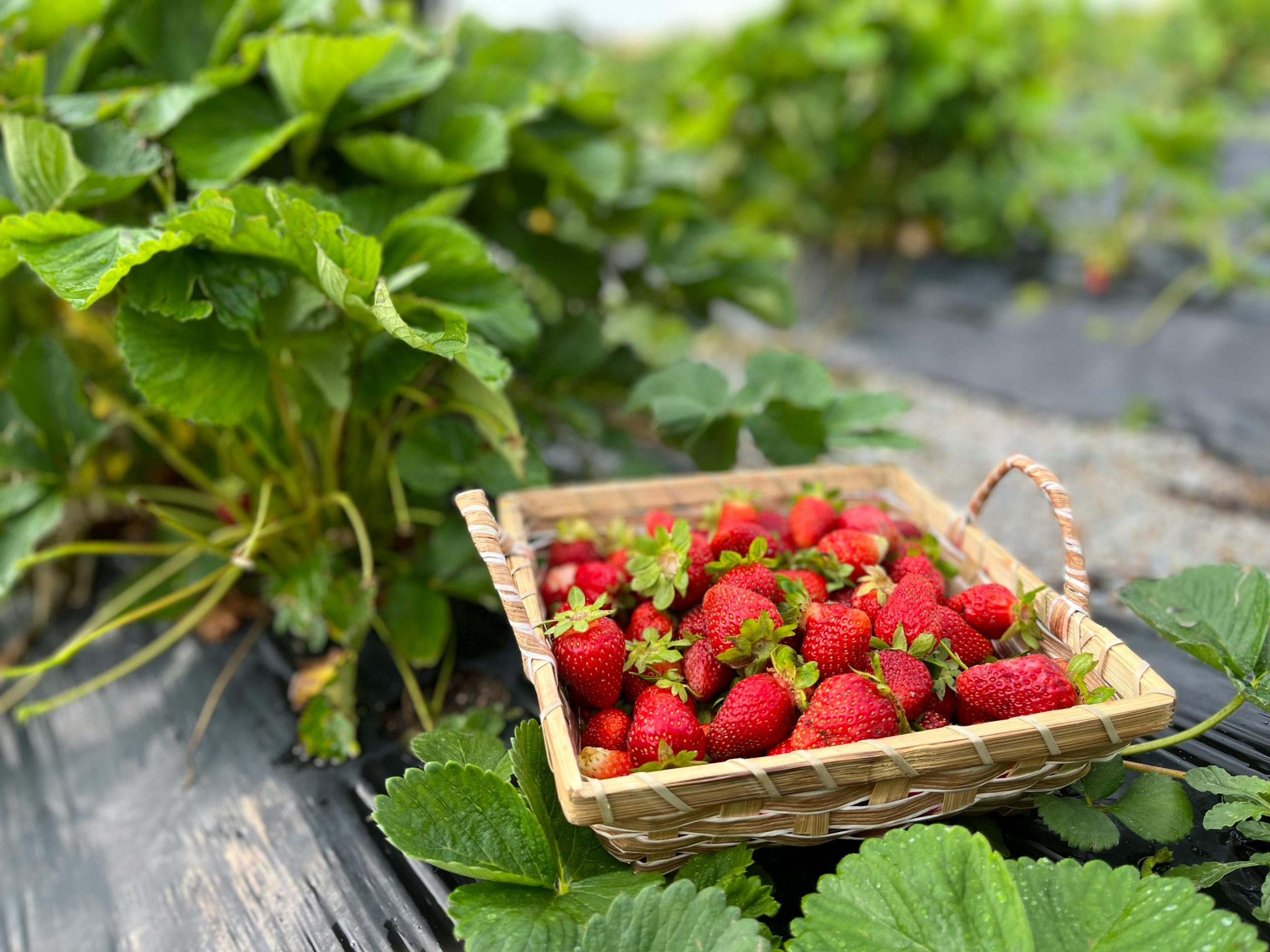 Harvest tips showing fresh homegrown produce kept in shade after picking