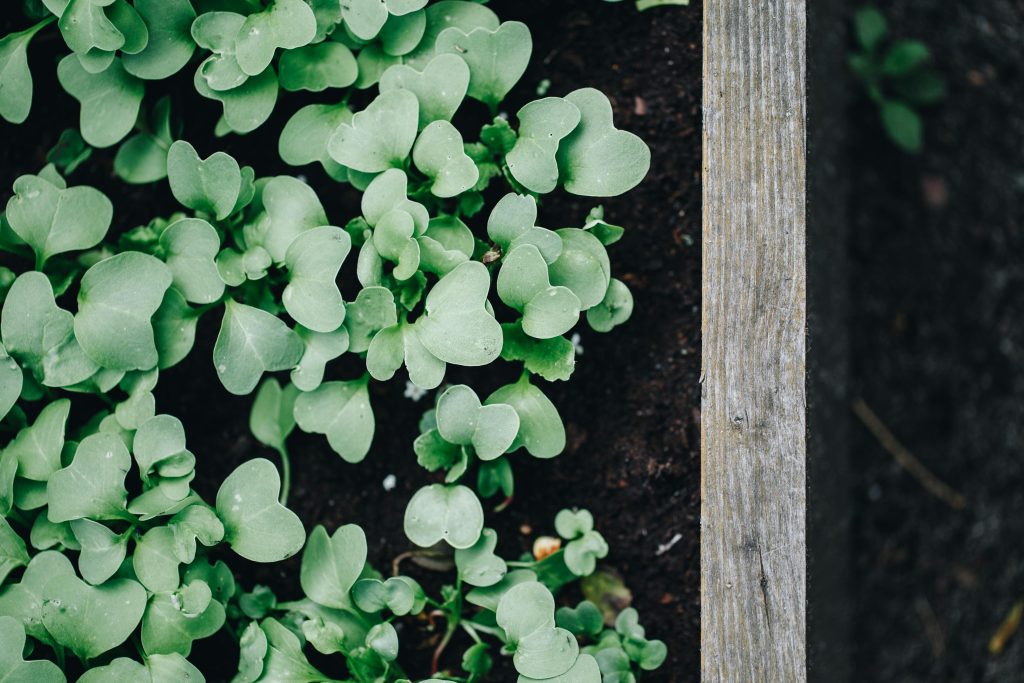 Pest control tips for raised beds shown during a close inspection of leafy vegetables