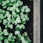 Pest control tips for raised beds shown during a close inspection of leafy vegetables