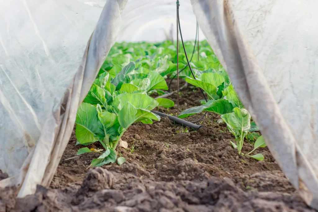 Pest control tips for raised beds using row covers to protect young vegetable plants