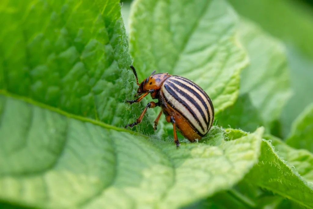 Pest control tips for warm weather backyard gardens shown during an early plant inspection