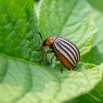 Pest control tips for warm weather backyard gardens shown during an early plant inspection