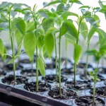 Planting tips for backyard gardens with seed rows and healthy young seedlings