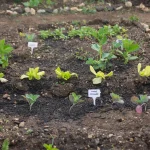Planting tips for backyard vegetable planting with neat and evenly spaced garden rows