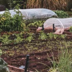 Planting tips for even backyard bed growth with neat rows and evenly spaced seedlings