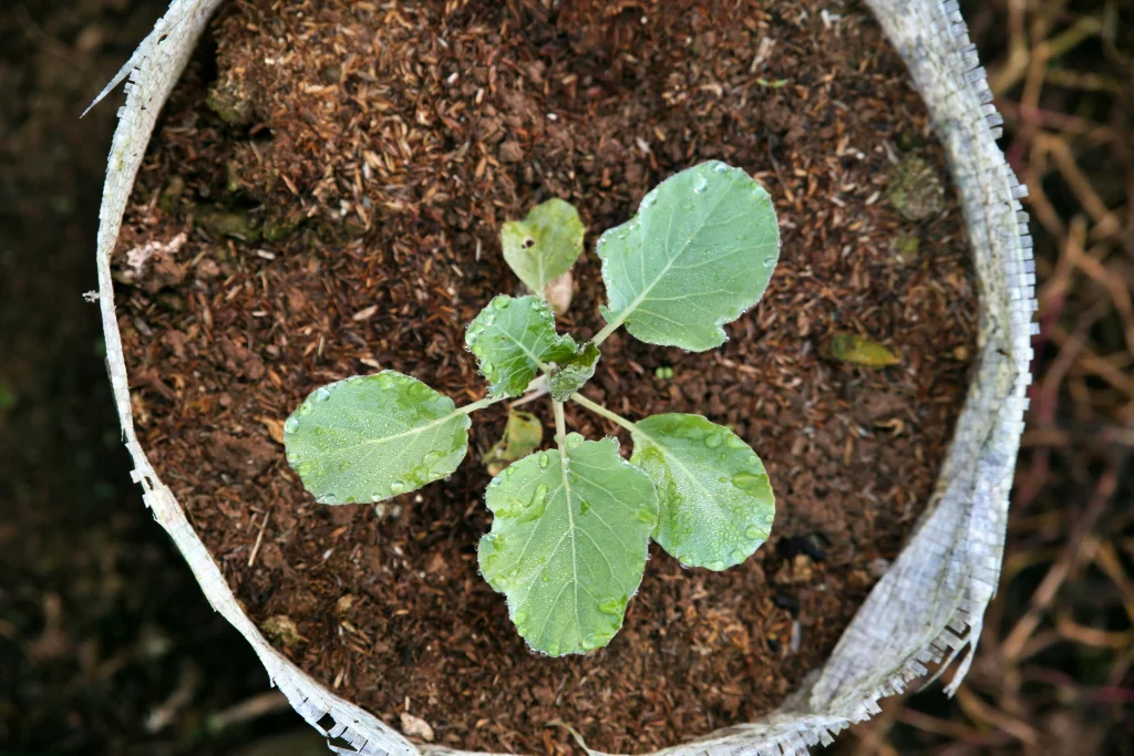 Planting tips for planting seedlings carefully in a backyard vegetable garden