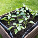 Soil tips for raised beds with healthy garden soil and productive vegetable growth