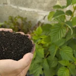 Soil tips for refreshing healthy garden soil in a backyard bed after winter