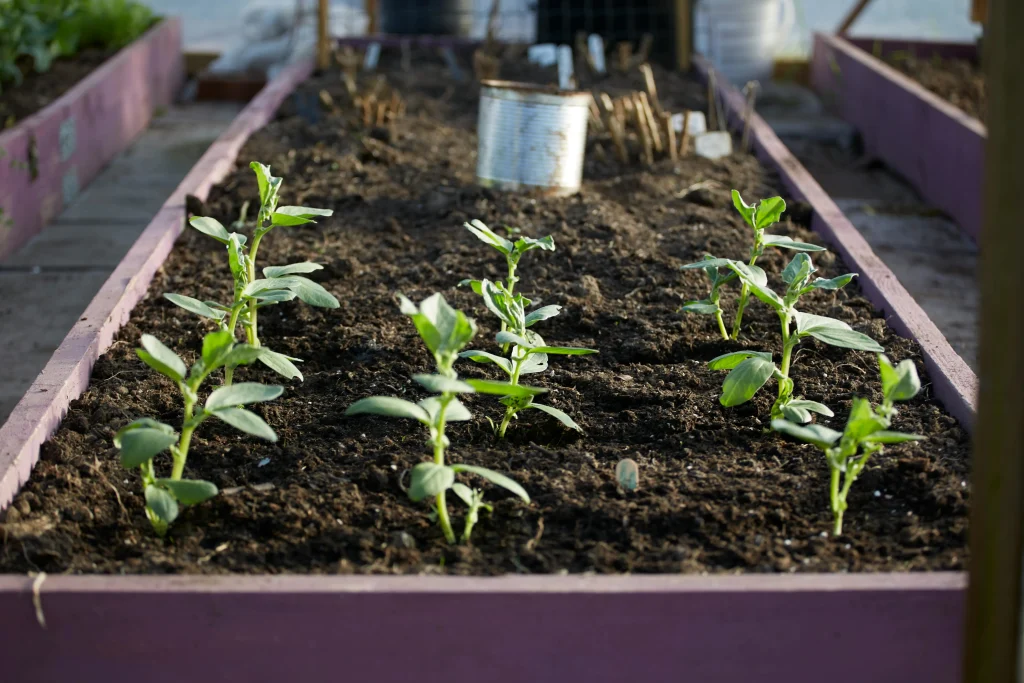 Soil tips showing compost added to raised bed soil before planting new crops