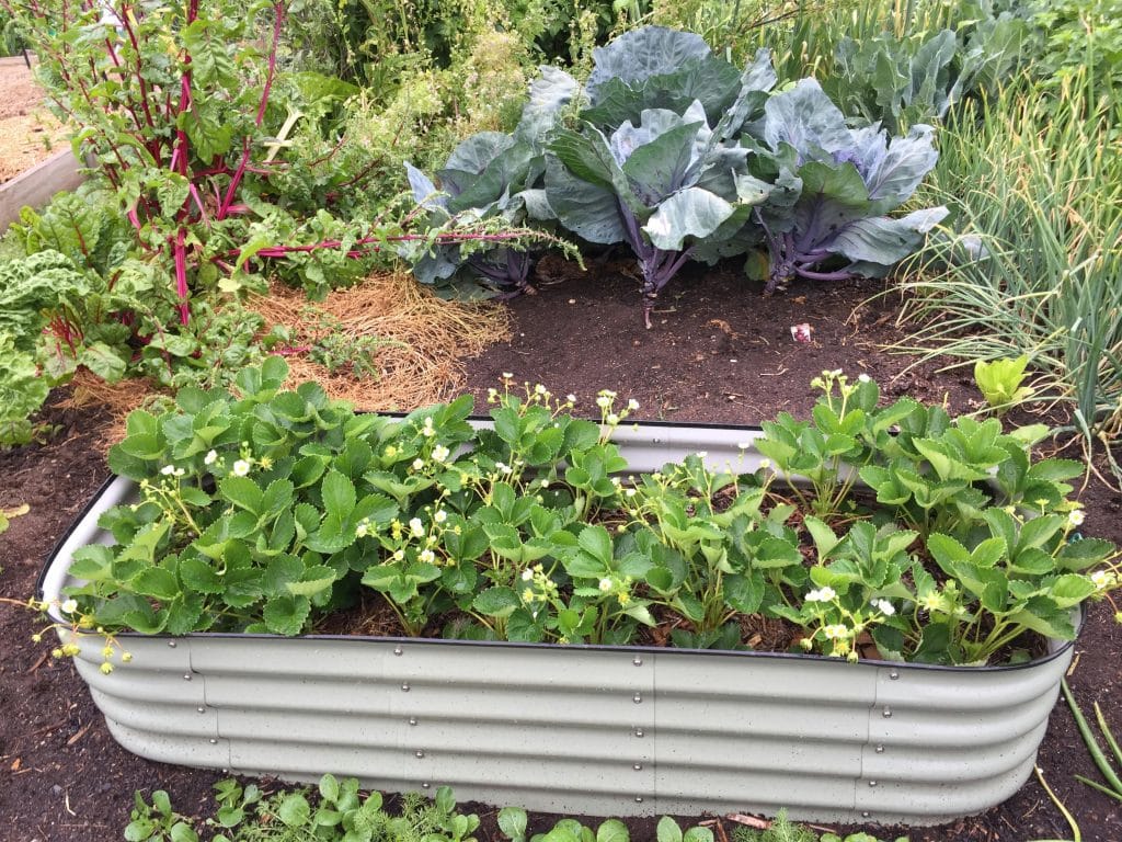 Summer garden tips shown in a healthy backyard summer garden with mulch and thriving vegetables