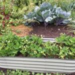 Summer garden tips shown in a healthy backyard summer garden with mulch and thriving vegetables