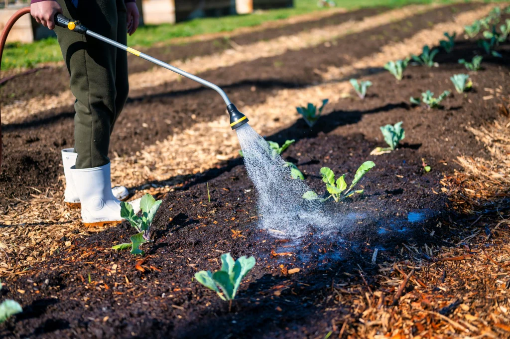 Water saving tips for raised beds with mulch and careful morning watering