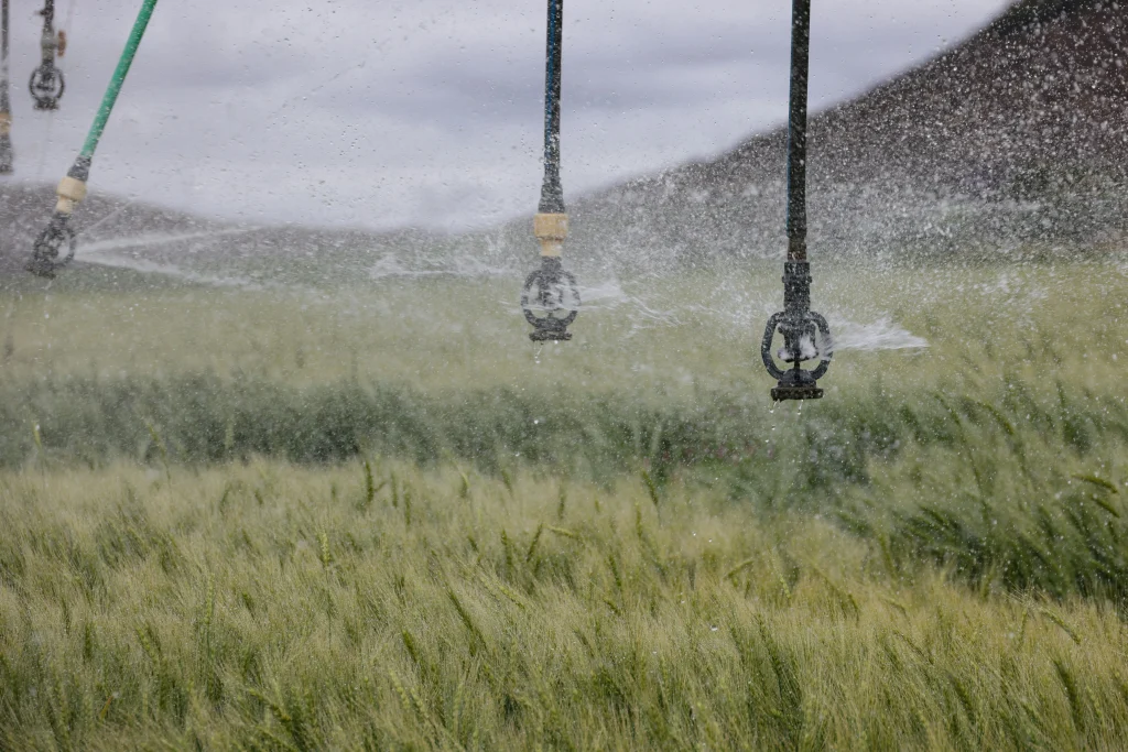 Water saving tips using grouped crops for a more efficient backyard watering routine