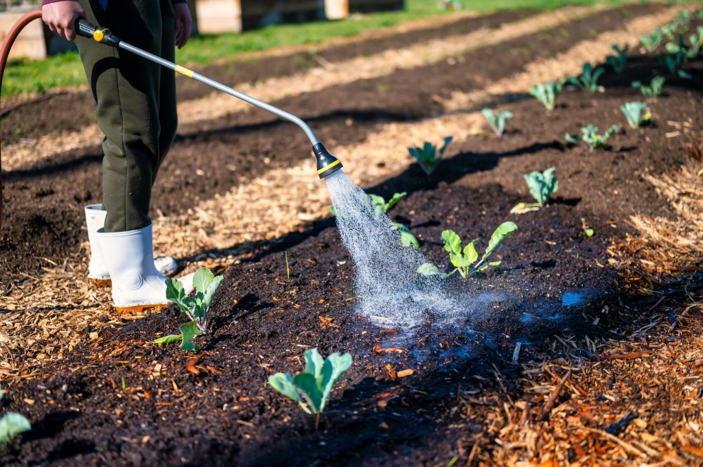 Water saving tips with mulch and rich soil helping spring rain stay useful in a backyard garden
