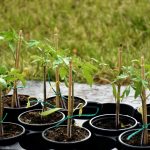 Growing hacks for a small backyard garden with vertical supports and organized planting space