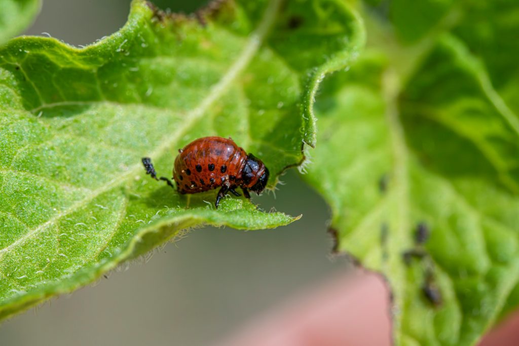 Pest control tips for backyard gardens shown during a close leaf inspection for insect damage