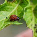 Pest control tips for backyard gardens shown during a close leaf inspection for insect damage