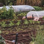 Fall planting tips shown in a backyard fall vegetable garden with cool-season crops