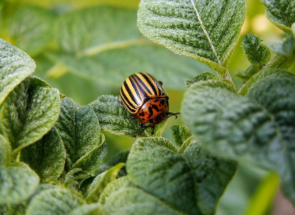 Pest control tips for checking leaves closely to identify common garden pests early
