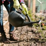 Water saving tips used in a backyard garden with early morning watering and mulch