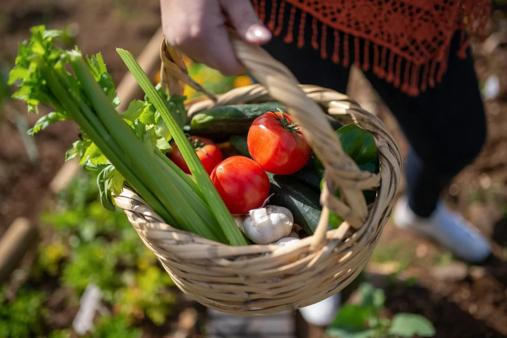 Harvest tips for sorting backyard garden produce into separate baskets during a busy picking day