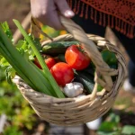 Harvest tips for sorting backyard garden produce into separate baskets during a busy picking day