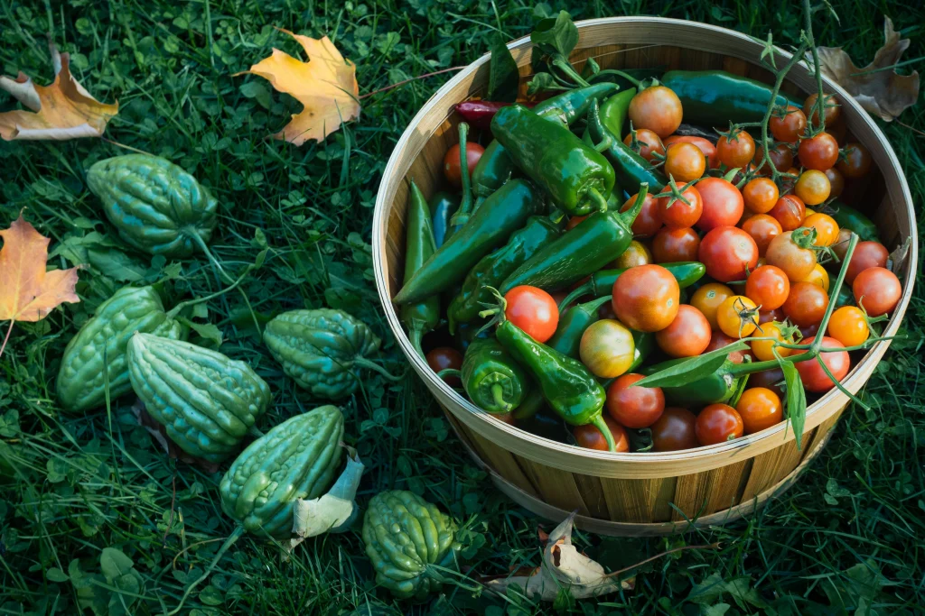 Harvest tips showing a manageable sorted harvest of fresh backyard vegetables on a shaded work surface