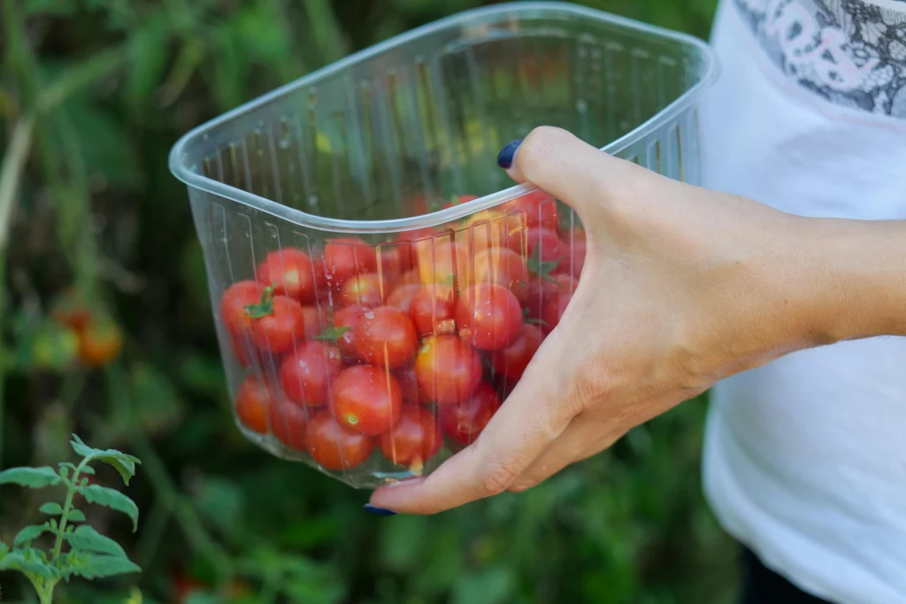 Harvest tips showing separate shallow containers ready for sorting garden produce before picking