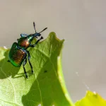 Pest control tips for spotting leaf damage early in a backyard vegetable garden