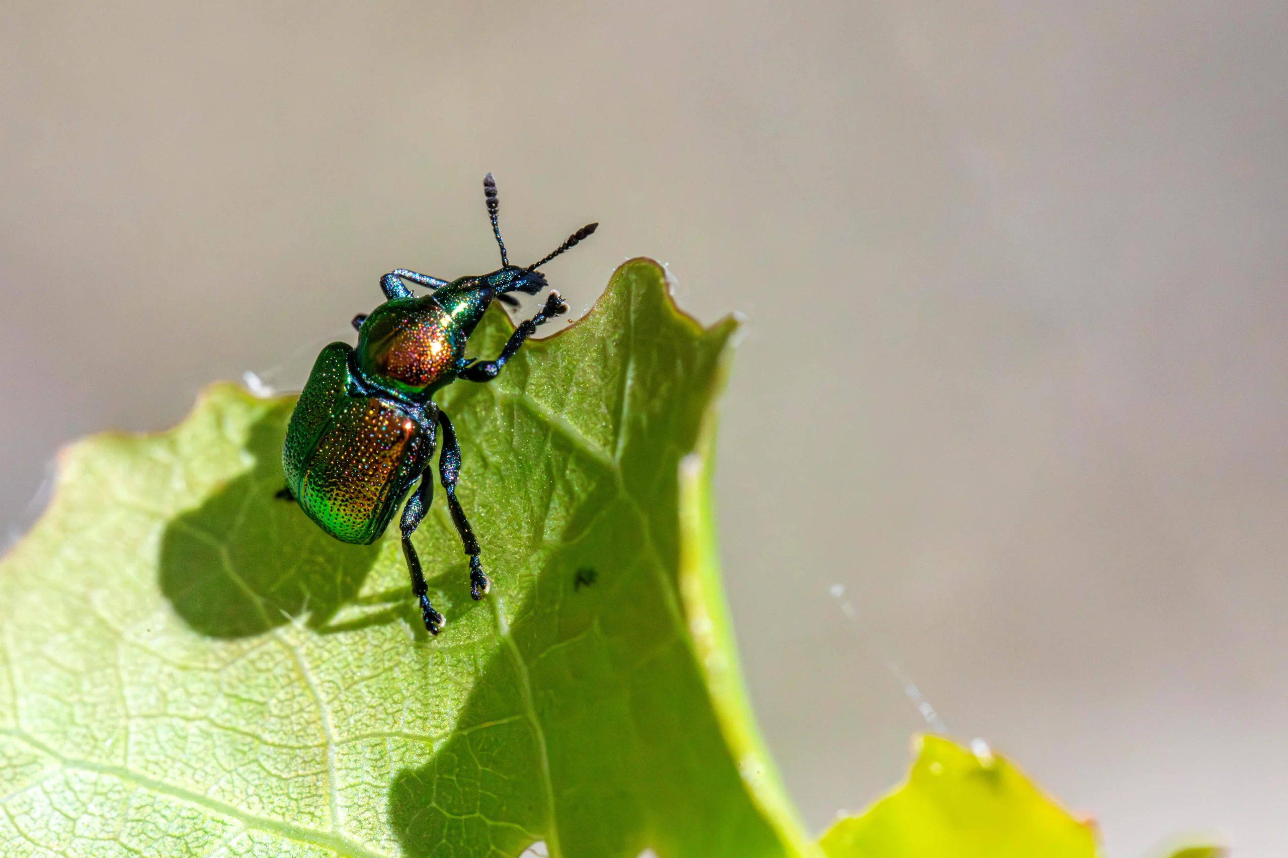 Pest control tips for spotting leaf damage early in a backyard vegetable garden
