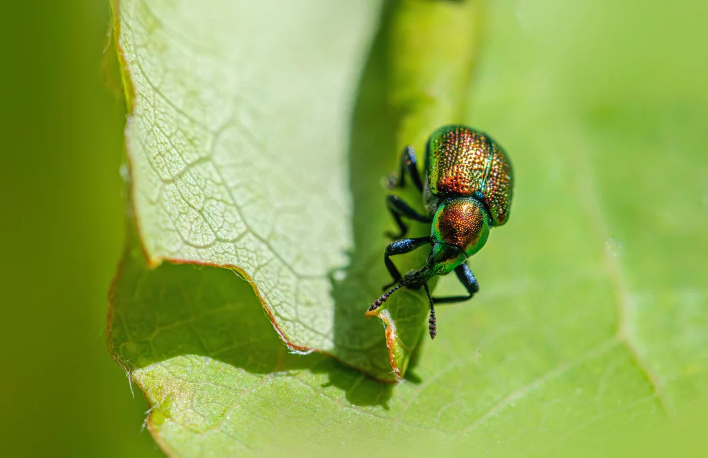 Pest control tips showing how to inspect the underside of leaves for early pest signs