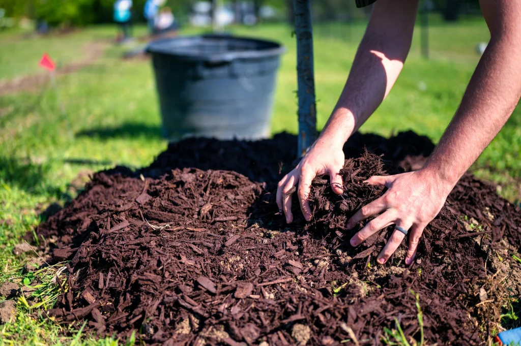 Soil tips showing surface protection with compost and mulch between backyard planting cycles