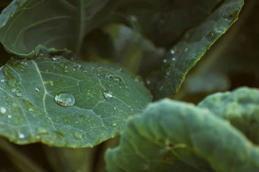 Water saving tips for checking root-zone moisture after very hot days in a backyard garden