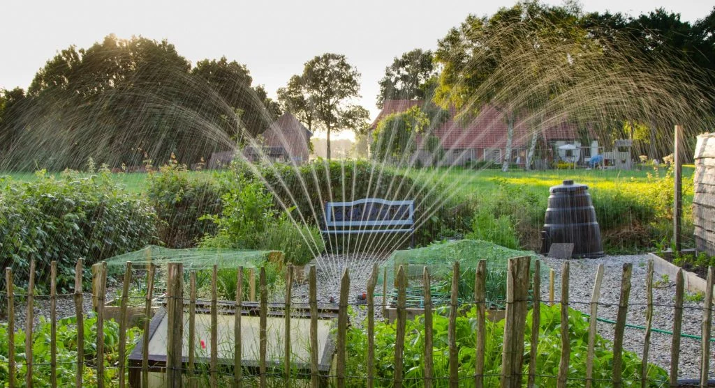 Backyard vegetable garden with water-saving techniques