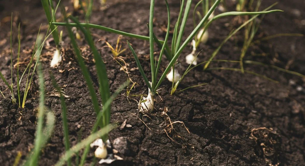 uneven crop growth in soil beds